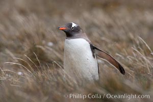 Gentoo penguin walking through tall grass, Pygoscelis papua, Godthul