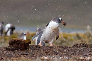 Gentoo penguin stealing nesting material, moving it from one nest to another. Godthul, South Georgia Island, Pygoscelis papua, natural history stock photograph, photo id 24719