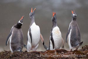 Gentoo penguins, calling, heads raised.