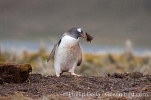 Gentoo penguin stealing nesting material, moving it from one nest (hidden behind the clump on the left) to its nest on the right.  Snow falling, Pygoscelis papua, Godthul