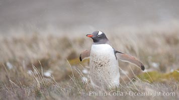 Gentoo penguin, walking through tall grass, snow falling.