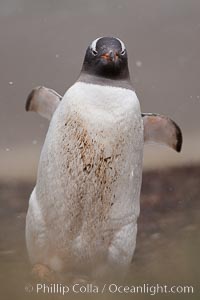 Gentoo penguin, walking through tall grass, snow falling, Pygoscelis papua, Godthul