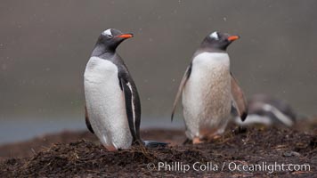Gentoo penguins at their nest, snow falling, Pygoscelis papua, Godthul
