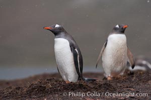 Gentoo penguins at their nest, snow falling, Pygoscelis papua, Godthul