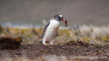 Gentoo penguin stealing nesting material, moving it from one nest to another. Godthul, South Georgia Island, Pygoscelis papua, natural history stock photograph, photo id 24746
