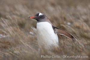 Gentoo penguin walking through tall grass, Pygoscelis papua, Godthul