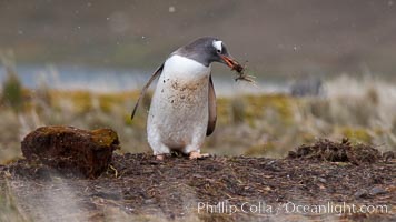 Gentoo penguin stealing nesting material, moving it from one nest to another. Godthul, South Georgia Island, Pygoscelis papua, natural history stock photograph, photo id 24748