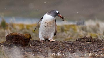 Gentoo penguin stealing nesting material, moving it from one nest to another, Pygoscelis papua, Godthul