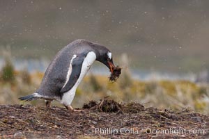 Gentoo penguin stealing nesting material, moving it from one nest to another. Godthul, South Georgia Island, Pygoscelis papua, natural history stock photograph, photo id 24749