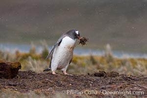 Gentoo penguin stealing nesting material, moving it from one nest to another, Pygoscelis papua, Godthul