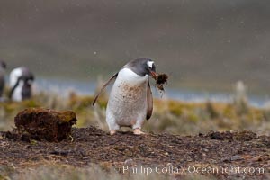 Gentoo penguin stealing nesting material, moving it from one nest to another, Pygoscelis papua, Godthul