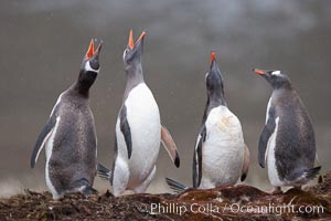 Gentoo penguins, calling, heads raised, Pygoscelis papua, Godthul