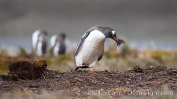 Gentoo penguin stealing nesting material, moving it from one nest to another, Pygoscelis papua, Godthul