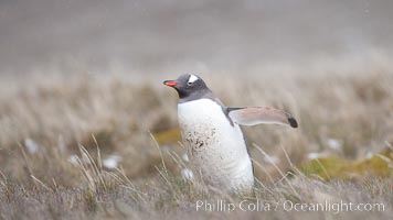 Gentoo penguin, walking through tall grass, snow falling, Pygoscelis papua, Godthul