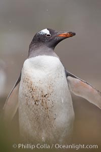 Gentoo penguin, walking through tall grass, snow falling, Pygoscelis papua, Godthul