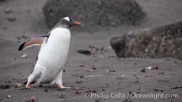 Gentoo penguin, Pygoscelis papua, Livingston Island