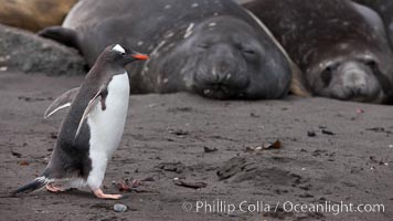 Gentoo penguin, Pygoscelis papua, Livingston Island