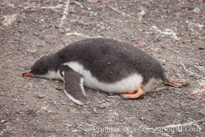 Gentoo penguin, chick, appears dead but is really just sleeping, Pygoscelis papua, Livingston Island