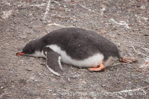 Gentoo penguin, chick, appears dead but is really just sleeping, Pygoscelis papua, Livingston Island