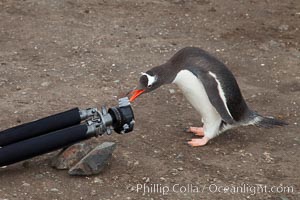Gentoo penguin inspects camera tripod, Pygoscelis papua, Livingston Island