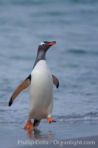 Gentoo penguin coming ashore, after foraging at sea, walking through ocean water as it wades onto a sand beach.  Adult gentoo penguins grow to be 30" and 19lb in size.  They feed on fish and crustaceans.  Gentoo penguins reside in colonies well inland from the ocean, often formed of a circular collection of stones gathered by the penguins, Pygoscelis papua, New Island