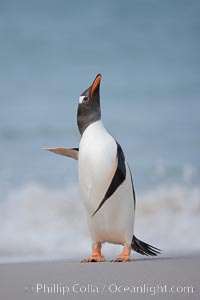 Gentoo penguin coming ashore, after foraging at sea, walking through ocean water as it wades onto a sand beach.  Adult gentoo penguins grow to be 30" and 19lb in size.  They feed on fish and crustaceans.  Gentoo penguins reside in colonies well inland from the ocean, often formed of a circular collection of stones gathered by the penguins, Pygoscelis papua, New Island