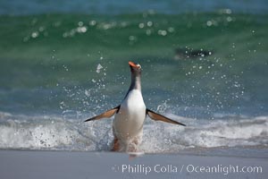 Gentoo penguin coming ashore, after foraging at sea, walking through ocean water as it wades onto a sand beach.  Adult gentoo penguins grow to be 30" and 19lb in size.  They feed on fish and crustaceans.  Gentoo penguins reside in colonies well inland from the ocean, often formed of a circular collection of stones gathered by the penguins, Pygoscelis papua, New Island