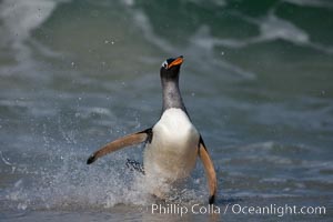 Gentoo penguin coming ashore, after foraging at sea, walking through ocean water as it wades onto a sand beach.  Adult gentoo penguins grow to be 30" and 19lb in size.  They feed on fish and crustaceans.  Gentoo penguins reside in colonies well inland from the ocean, often formed of a circular collection of stones gathered by the penguins, Pygoscelis papua, New Island