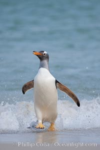 Gentoo penguin coming ashore, after foraging at sea, walking through ocean water as it wades onto a sand beach.  Adult gentoo penguins grow to be 30