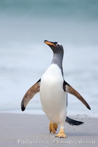 Gentoo penguin coming ashore, after foraging at sea, walking through ocean water as it wades onto a sand beach.  Adult gentoo penguins grow to be 30" and 19lb in size.  They feed on fish and crustaceans.  Gentoo penguins reside in colonies well inland from the ocean, often formed of a circular collection of stones gathered by the penguins, Pygoscelis papua, New Island