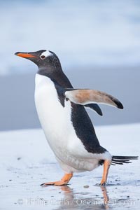 Gentoo penguin coming ashore, after foraging at sea, walking through ocean water as it wades onto a sand beach.  Adult gentoo penguins grow to be 30" and 19lb in size.  They feed on fish and crustaceans.  Gentoo penguins reside in colonies well inland from the ocean, often formed of a circular collection of stones gathered by the penguins, Pygoscelis papua, New Island