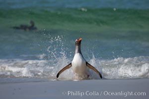 Gentoo penguin coming ashore, after foraging at sea, walking through ocean water as it wades onto a sand beach.  Adult gentoo penguins grow to be 30" and 19lb in size.  They feed on fish and crustaceans.  Gentoo penguins reside in colonies well inland from the ocean, often formed of a circular collection of stones gathered by the penguins, Pygoscelis papua, New Island