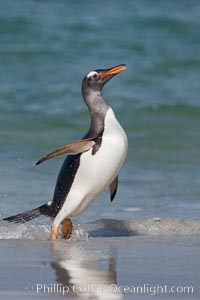 Gentoo penguin coming ashore, after foraging at sea, walking through ocean water as it wades onto a sand beach.  Adult gentoo penguins grow to be 30" and 19lb in size.  They feed on fish and crustaceans.  Gentoo penguins reside in colonies well inland from the ocean, often formed of a circular collection of stones gathered by the penguins, Pygoscelis papua, New Island