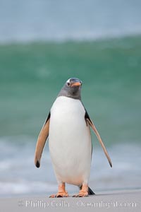 Gentoo penguin coming ashore, after foraging at sea, walking through ocean water as it wades onto a sand beach.  Adult gentoo penguins grow to be 30" and 19lb in size.  They feed on fish and crustaceans.  Gentoo penguins reside in colonies well inland from the ocean, often formed of a circular collection of stones gathered by the penguins, Pygoscelis papua, New Island