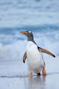 Gentoo penguin coming ashore, after foraging at sea, walking through ocean water as it wades onto a sand beach.  Adult gentoo penguins grow to be 30" and 19lb in size.  They feed on fish and crustaceans.  Gentoo penguins reside in colonies well inland from the ocean, often formed of a circular collection of stones gathered by the penguins, Pygoscelis papua, New Island