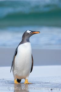 Gentoo penguin coming ashore, after foraging at sea, walking through ocean water as it wades onto a sand beach.  Adult gentoo penguins grow to be 30" and 19lb in size.  They feed on fish and crustaceans.  Gentoo penguins reside in colonies well inland from the ocean, often formed of a circular collection of stones gathered by the penguins, Pygoscelis papua, New Island