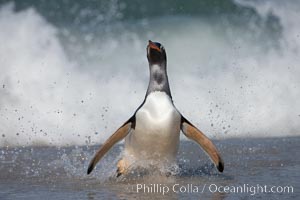 Gentoo penguin coming ashore, after foraging at sea, walking through ocean water as it wades onto a sand beach.  Adult gentoo penguins grow to be 30" and 19lb in size.  They feed on fish and crustaceans.  Gentoo penguins reside in colonies well inland from the ocean, often formed of a circular collection of stones gathered by the penguins, Pygoscelis papua, New Island