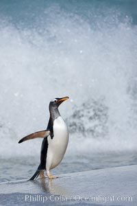 Gentoo penguin coming ashore, after foraging at sea, walking through ocean water as it wades onto a sand beach.  Adult gentoo penguins grow to be 30" and 19lb in size.  They feed on fish and crustaceans.  Gentoo penguins reside in colonies well inland from the ocean, often formed of a circular collection of stones gathered by the penguins, Pygoscelis papua, New Island