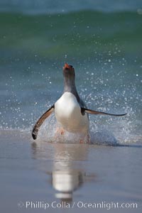 Gentoo penguin coming ashore, after foraging at sea, walking through ocean water as it wades onto a sand beach.  Adult gentoo penguins grow to be 30" and 19lb in size.  They feed on fish and crustaceans.  Gentoo penguins reside in colonies well inland from the ocean, often formed of a circular collection of stones gathered by the penguins, Pygoscelis papua, New Island