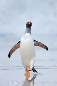 Gentoo penguin coming ashore, after foraging at sea, walking through ocean water as it wades onto a sand beach.  Adult gentoo penguins grow to be 30" and 19lb in size.  They feed on fish and crustaceans.  Gentoo penguins reside in colonies well inland from the ocean, often formed of a circular collection of stones gathered by the penguins, Pygoscelis papua, New Island