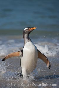 Gentoo penguin coming ashore, after foraging at sea, walking through ocean water as it wades onto a sand beach.  Adult gentoo penguins grow to be 30