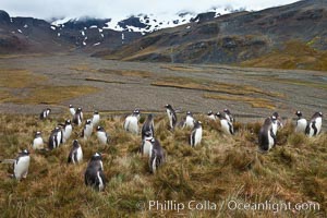 Gentoo penguin nesting colony, in the hills near Stromness Harbour, South Georgia Island. Pygoscelis papua.