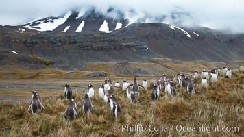 Gentoo penguins, permanent nesting colony in grassy hills about a mile inland from the ocean, near Stromness Bay, South Georgia Island.