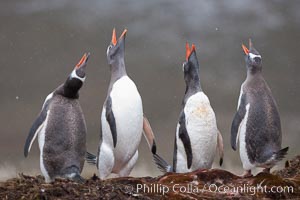 Gentoo penguins, calling, heads raised. Godthul, South Georgia Island, Pygoscelis papua, natural history stock photograph, photo id 24690
