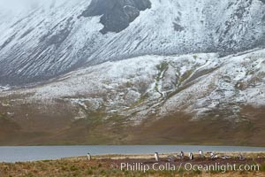 Gentoo penguins nesting beside a lake, snow-covered South Georgia mountains in the background, Pygoscelis papua, Godthul