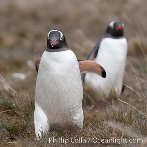 Gentoo penguin walking through tall grass, Pygoscelis papua, Godthul