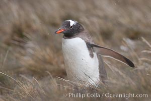 Gentoo penguin walking through tall grass, South Georgia Island, Pygoscelis papua.