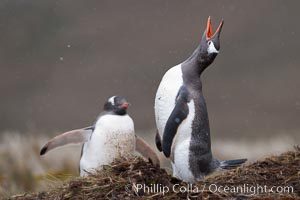 Gentoo penguin, calling, head raised, on the nest, snow falling, Pygoscelis papua, Godthul