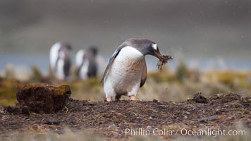 Gentoo penguin stealing nesting material, moving it from one nest to another.