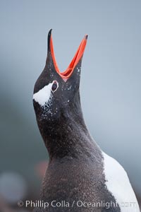 Gentoo penguin vocalizing, calling, Pygoscelis papua, Cuverville Island